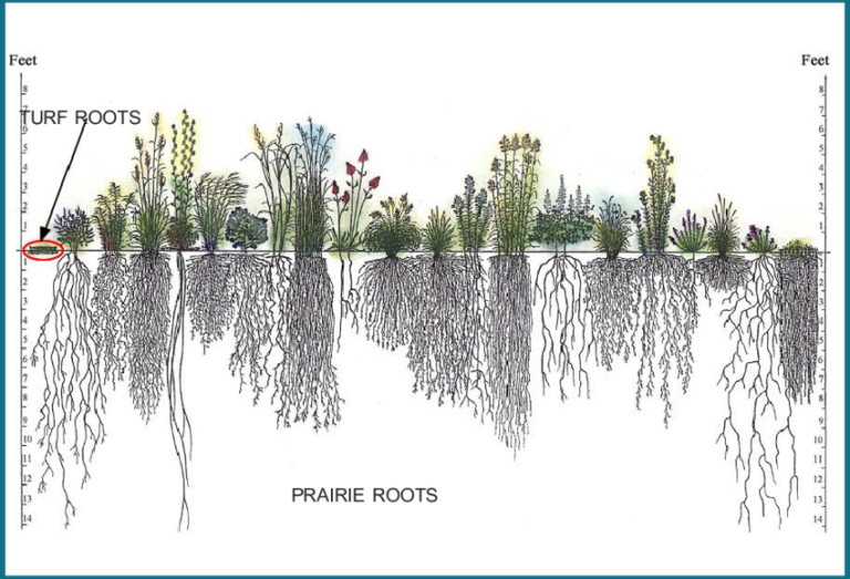 3-Turf-vs-Prairie-Roots-Notice-that-shallow-turf-roots-have-little-soil-holding